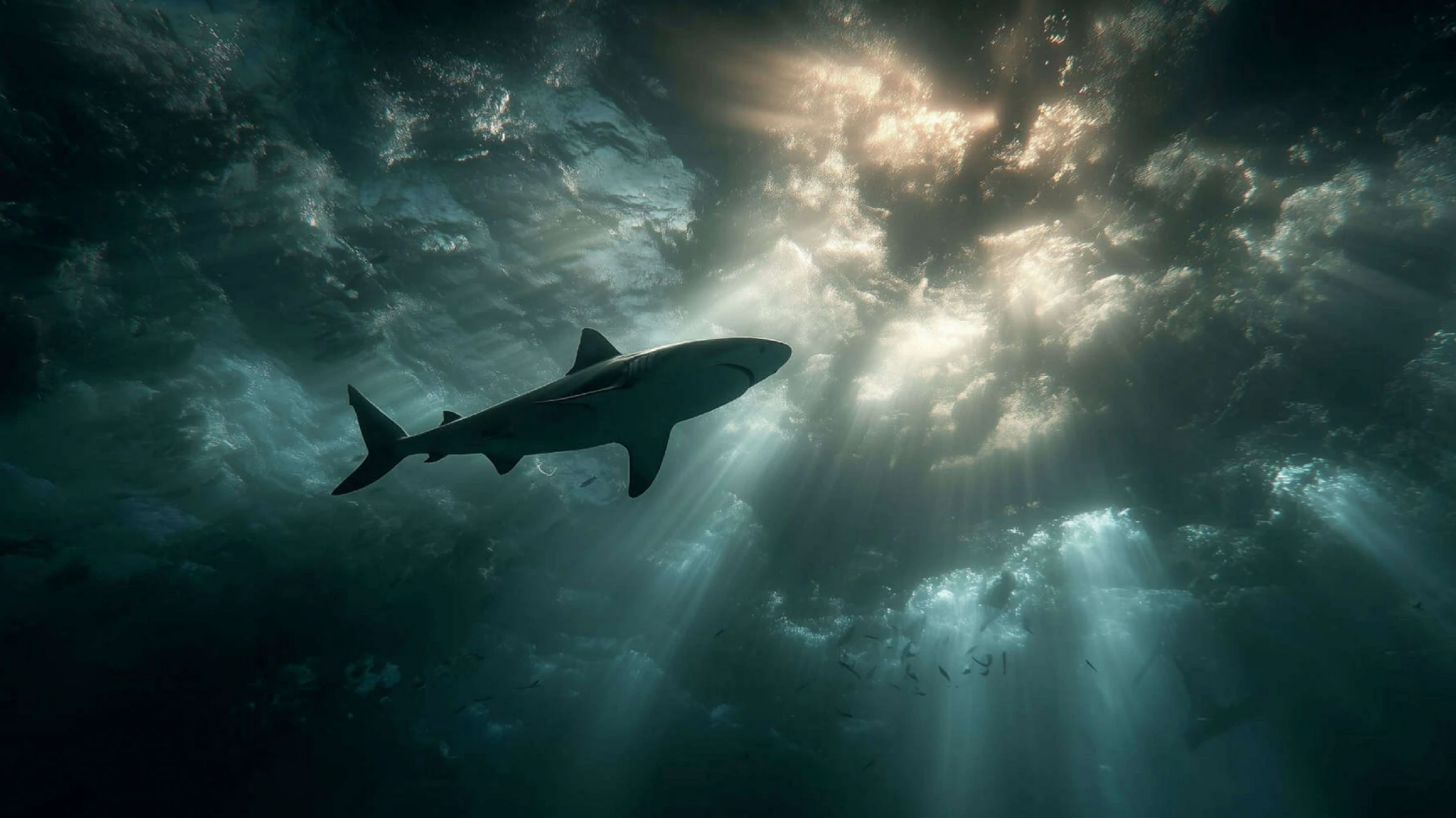 The Meg